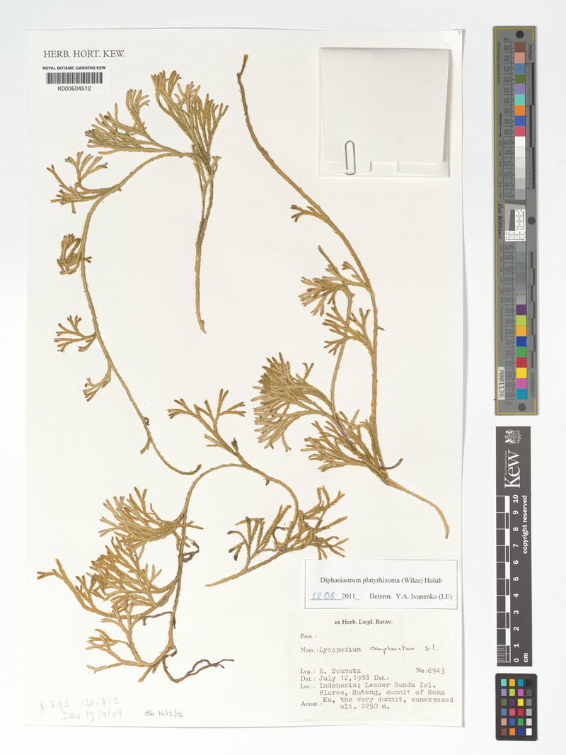 Lycopodium platyrhizoma photo 4