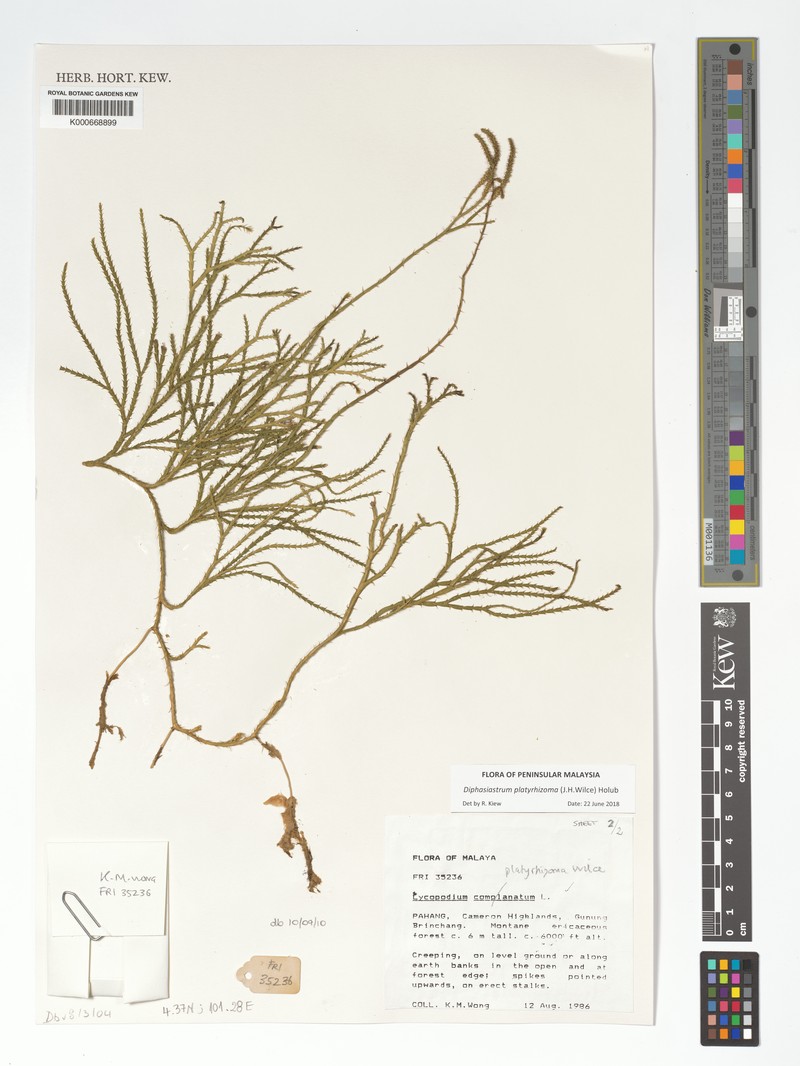 Lycopodium platyrhizoma photo 5