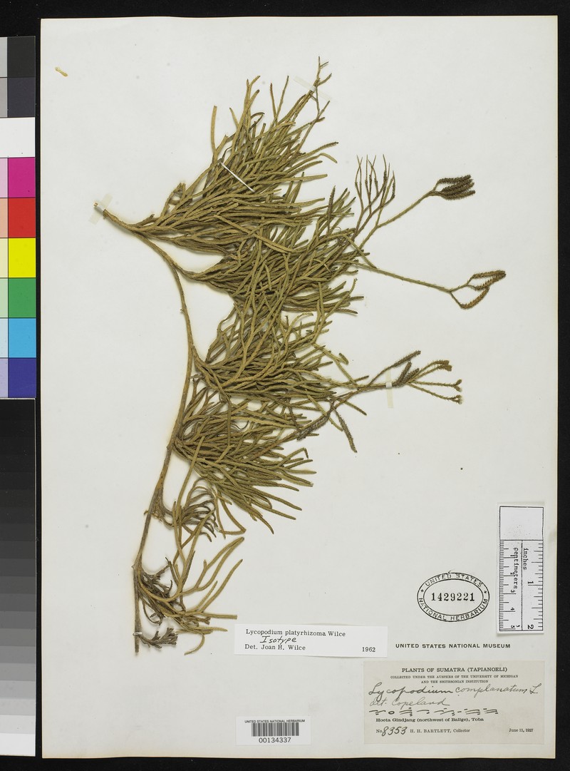 Lycopodium platyrhizoma