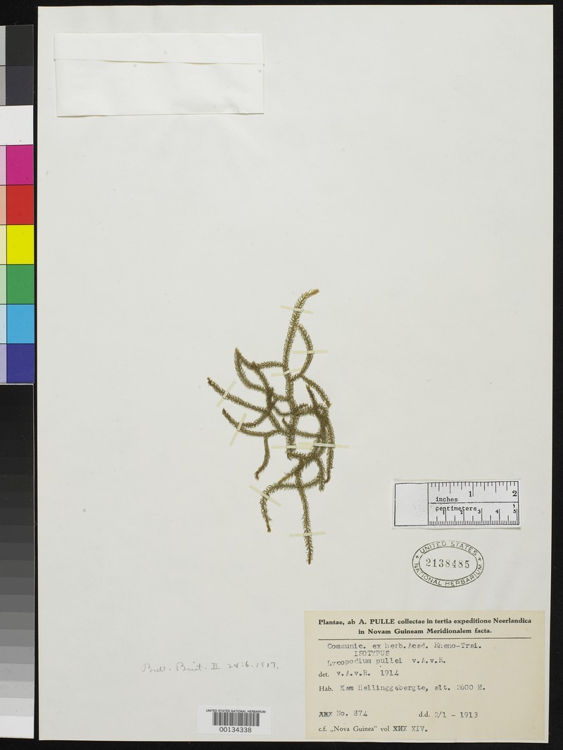 Lycopodium pullei