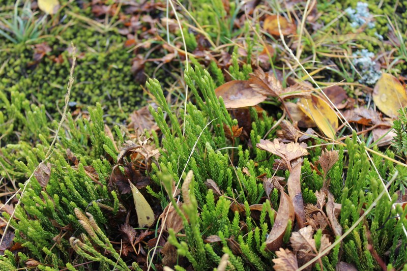 Sitka Clubmoss