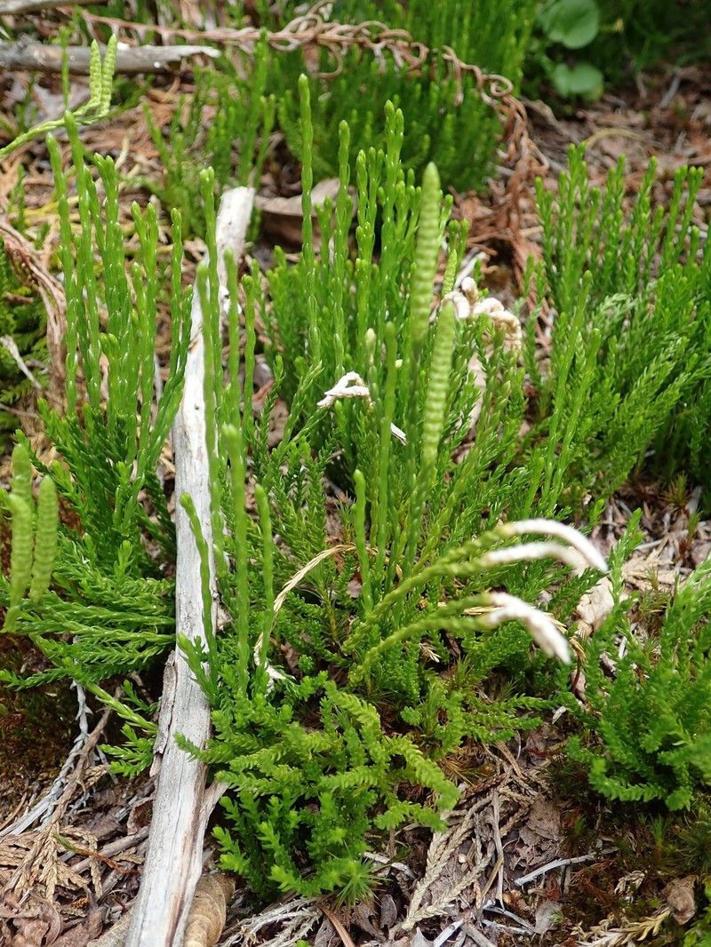 Sitka Clubmoss photo 2