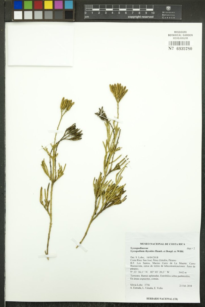 Lycopodium thyoides photo 2