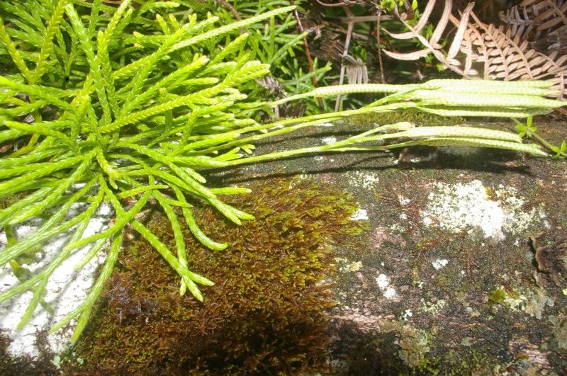 Lycopodium thyoides photo 3