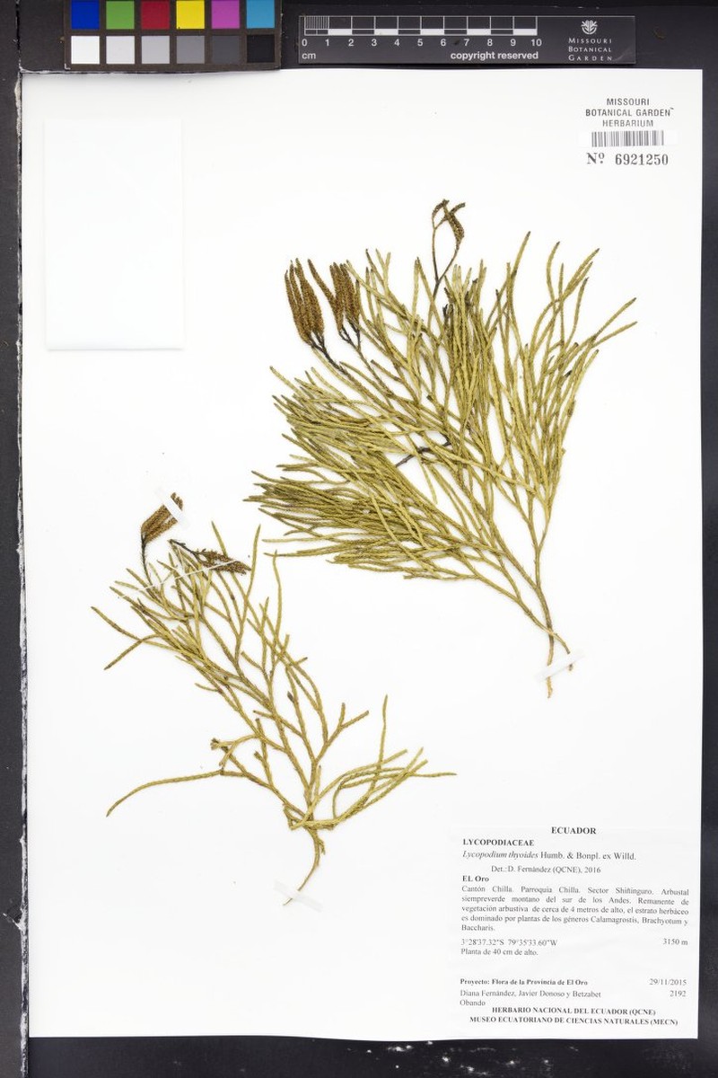 Lycopodium thyoides photo 4