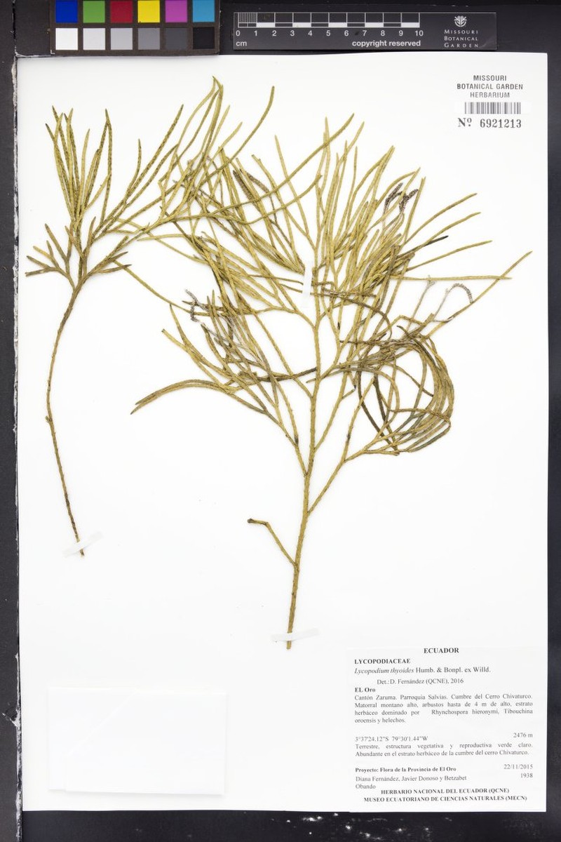 Lycopodium thyoides photo 5