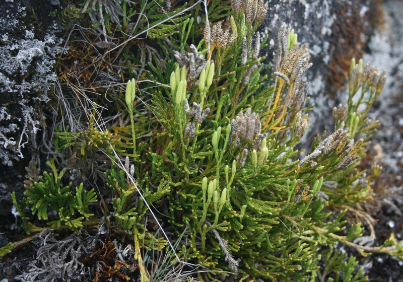 Lycopodium thyoides