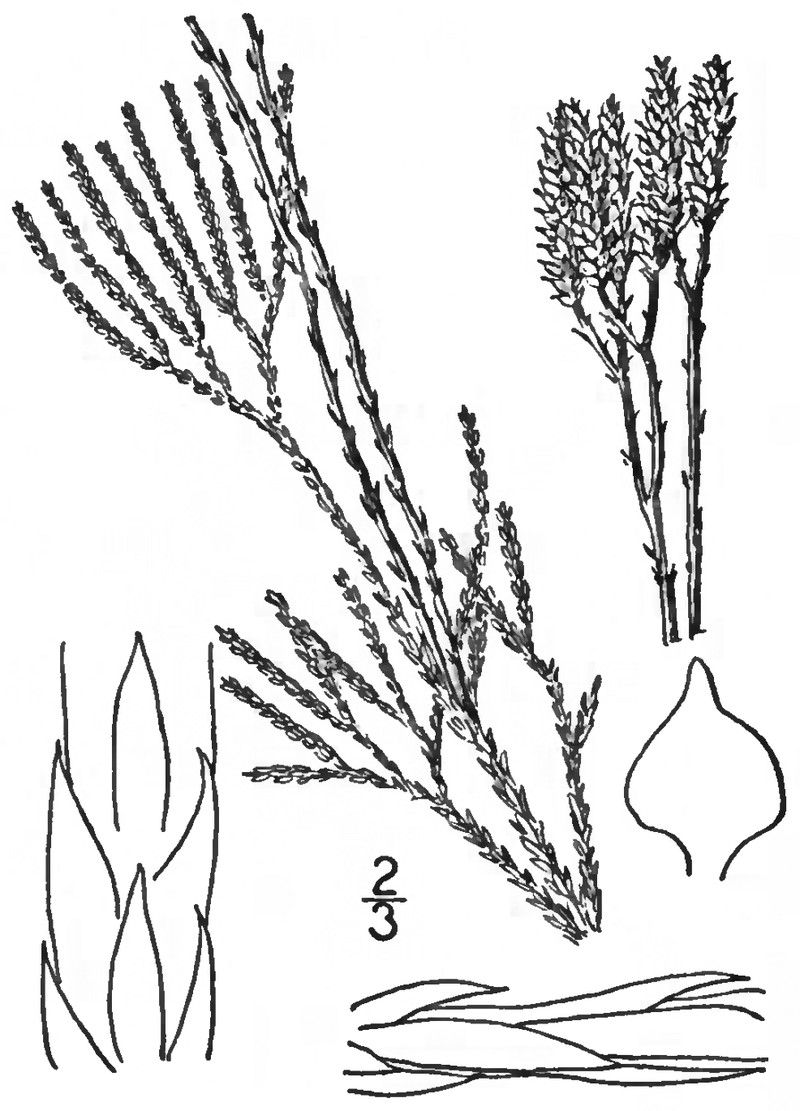 Deeproot Clubmoss photo 2