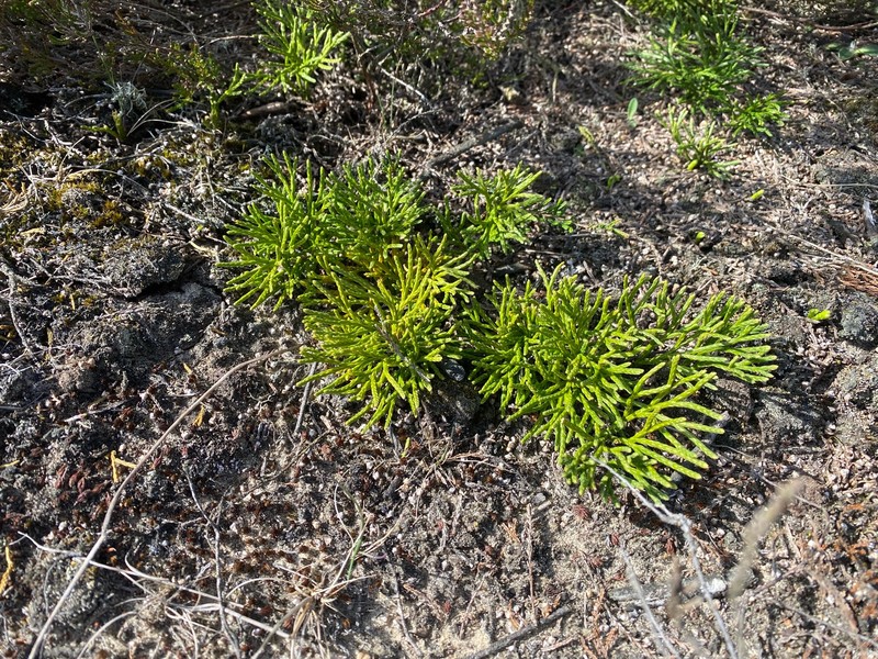 Deeproot Clubmoss