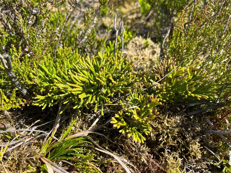 Deeproot Clubmoss photo 2