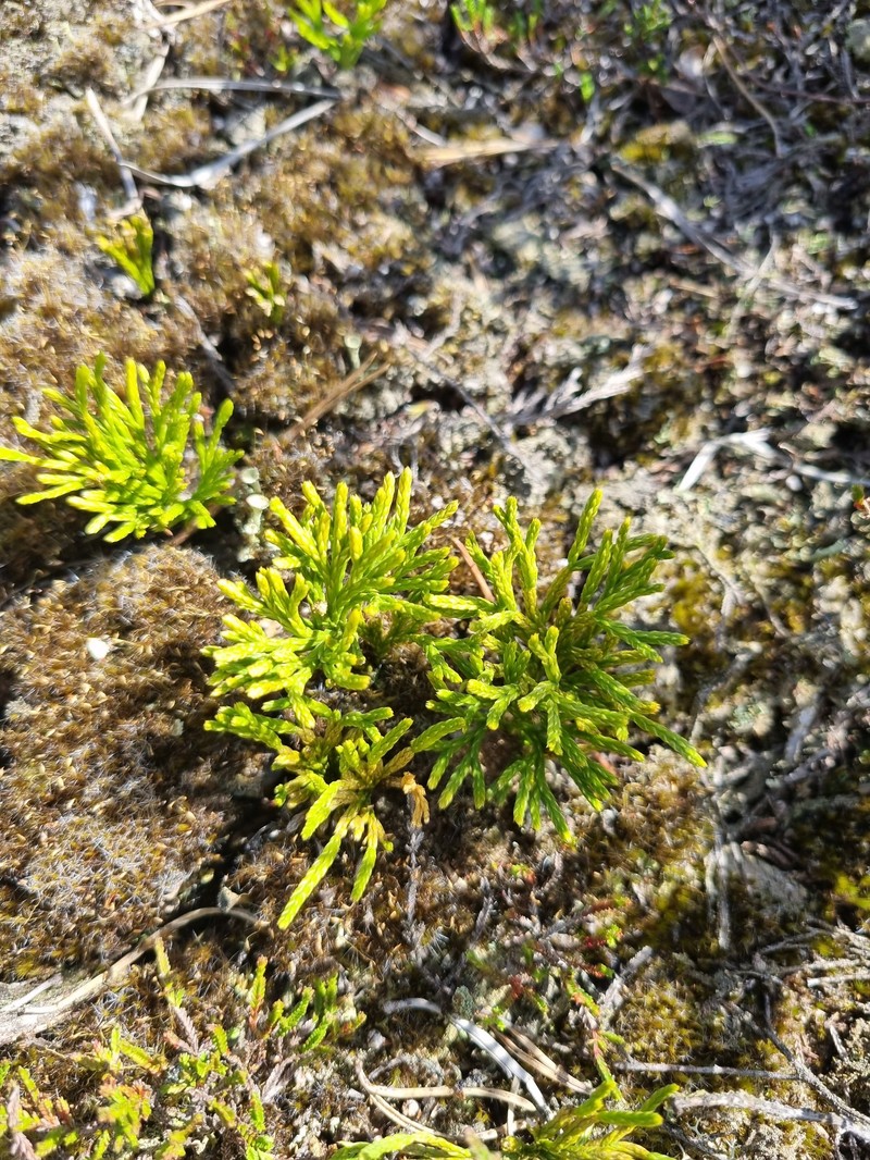 Deeproot Clubmoss photo 3
