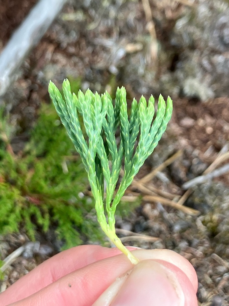 Deeproot Clubmoss photo 5