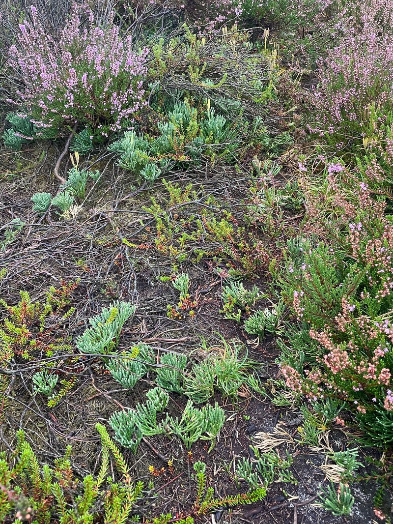 Deeproot Clubmoss photo 6
