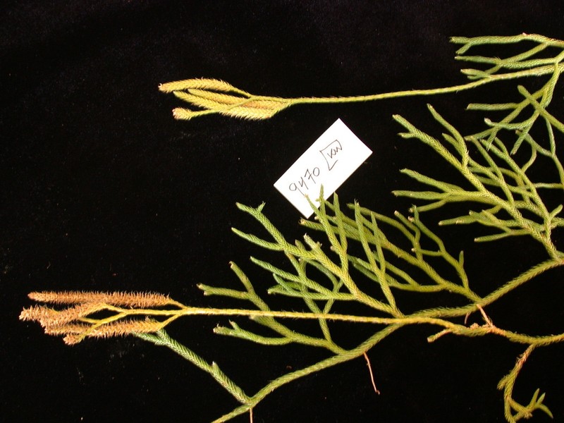Hairtip Clubmoss