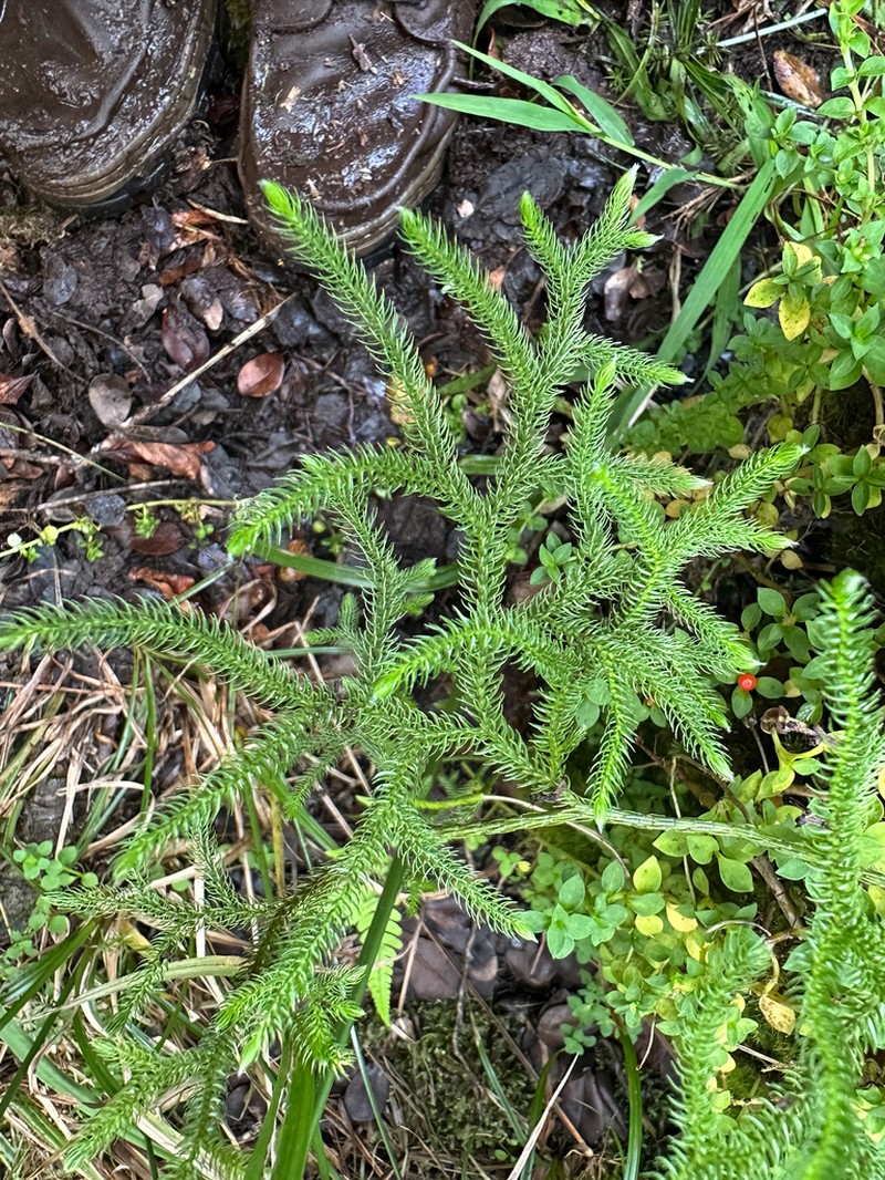 Hairtip Clubmoss photo 2