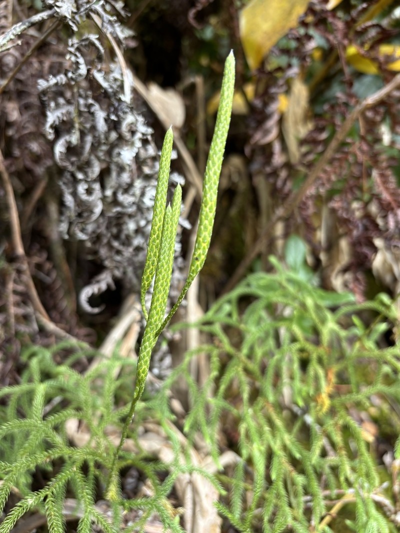 Hairtip Clubmoss photo 3