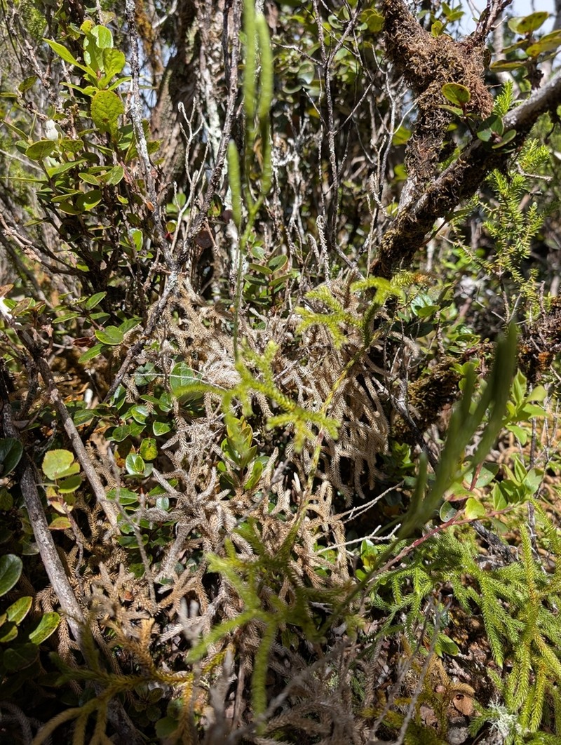 Hairtip Clubmoss photo 4