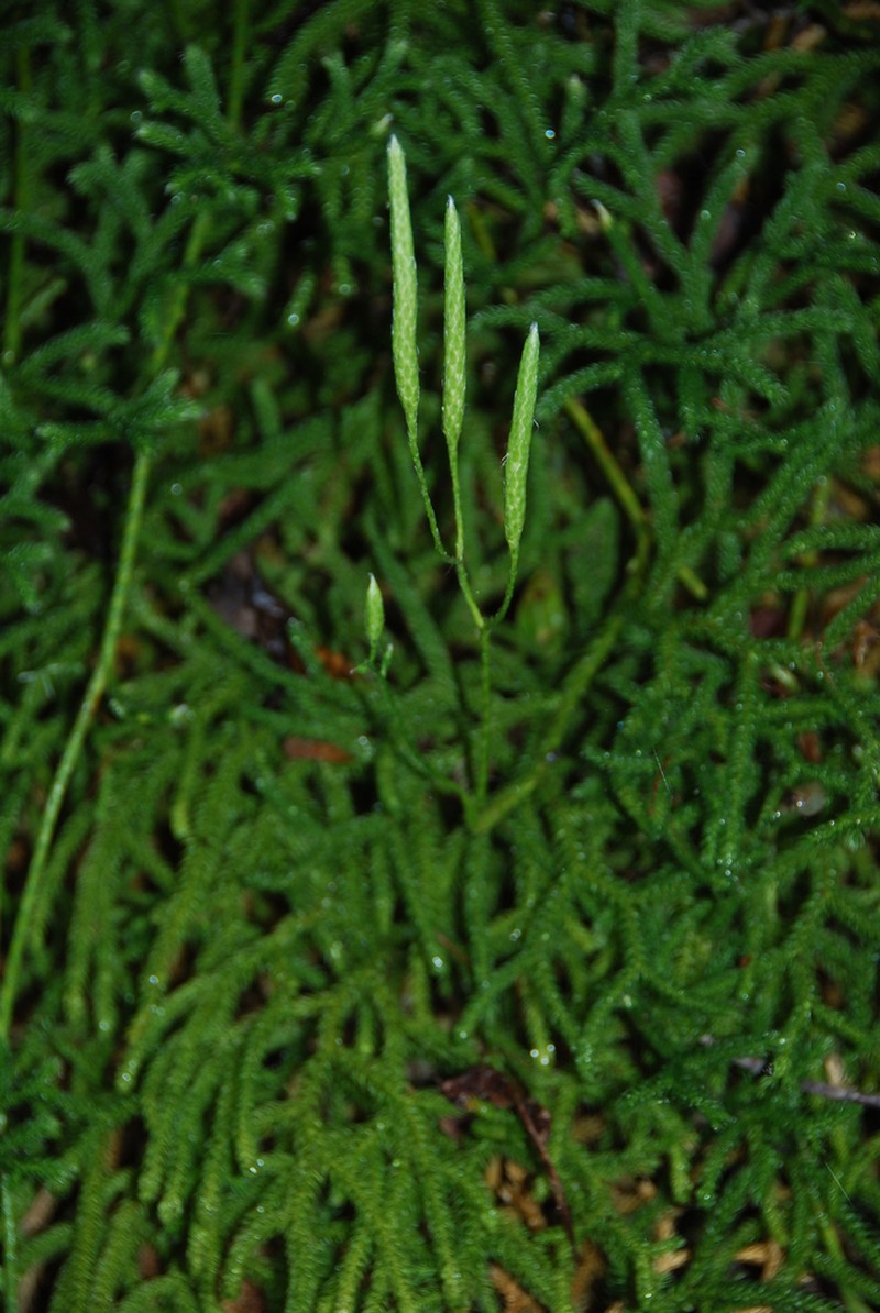 Hairtip Clubmoss photo 5