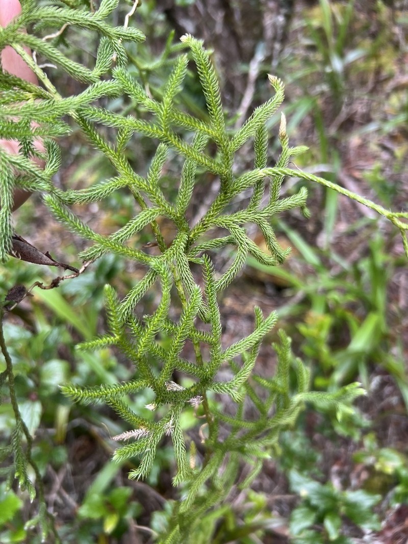 Hairtip Clubmoss photo 6