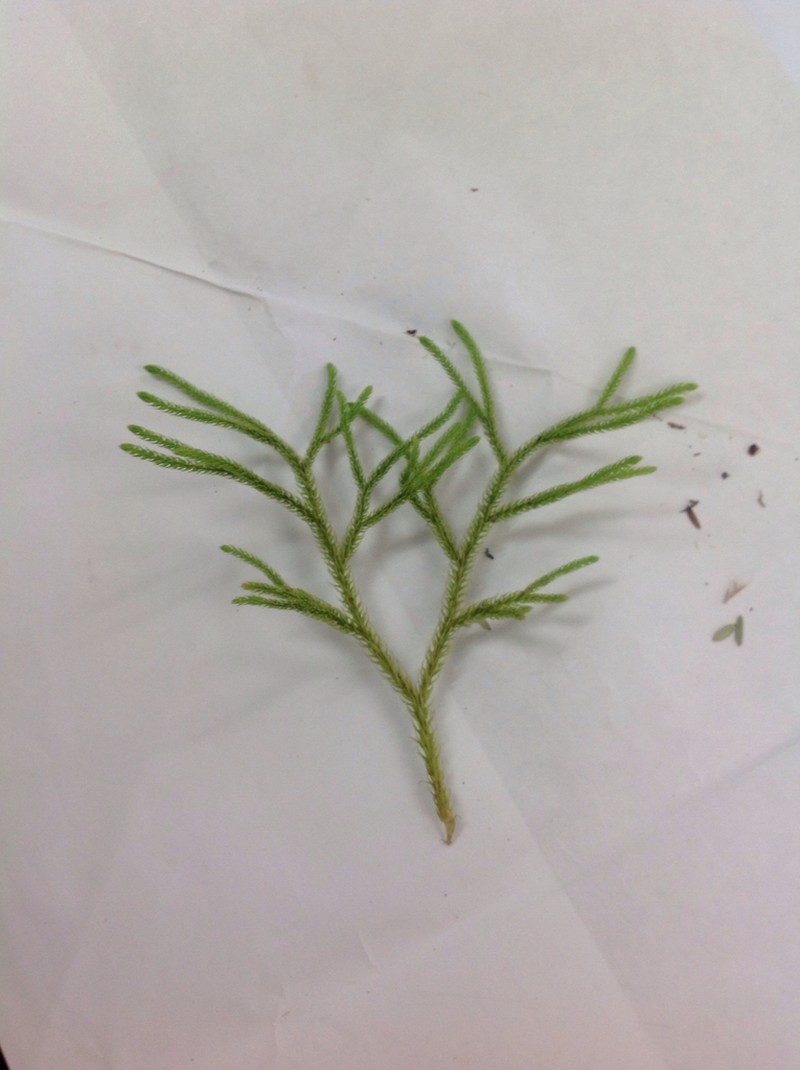 Hairtip Clubmoss photo 7