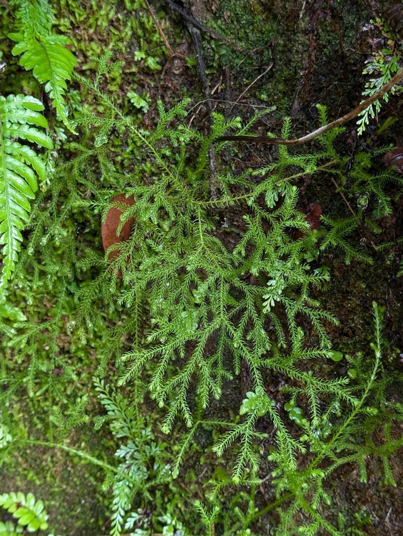 Hairtip Clubmoss photo 8