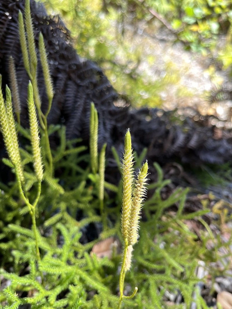 Lycopodium venustulum var. venustulum