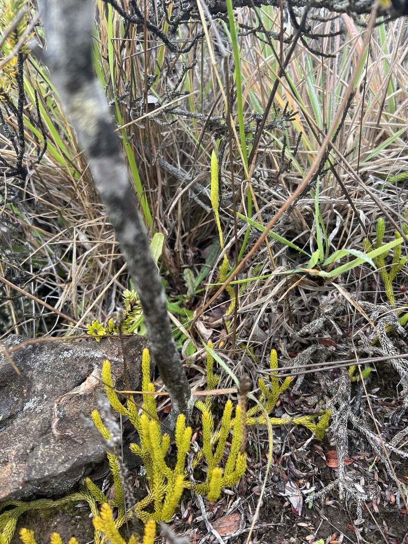 Lycopodium venustulum var. venustulum photo 2