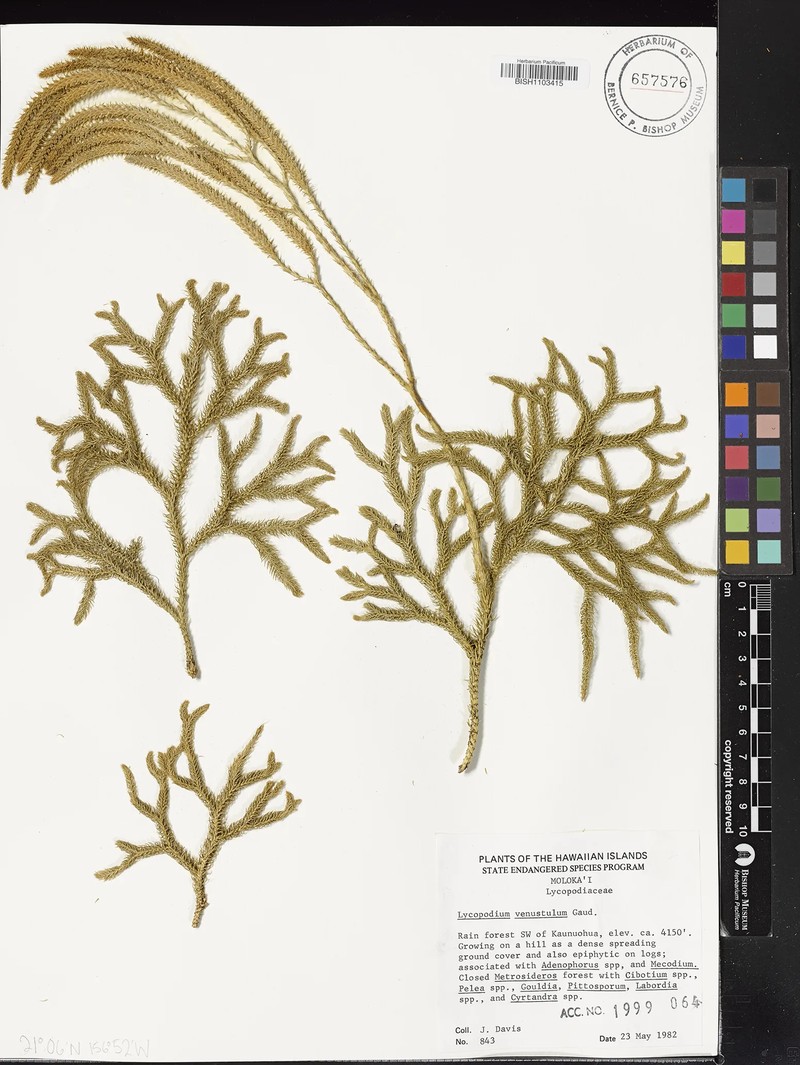 Lycopodium venustulum var. venustulum photo 3
