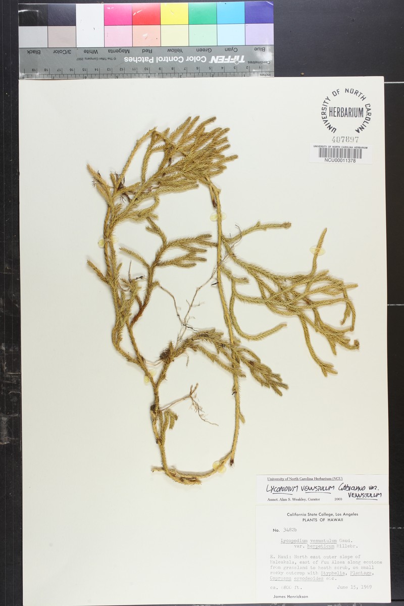 Lycopodium venustulum var. venustulum photo 4