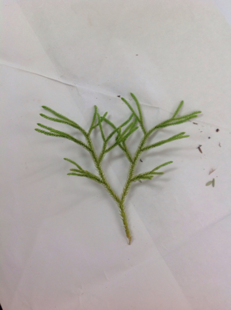 Lycopodium venustulum var. verticale