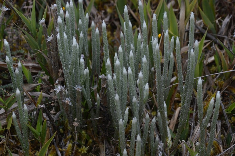 Lycopodium vestitum