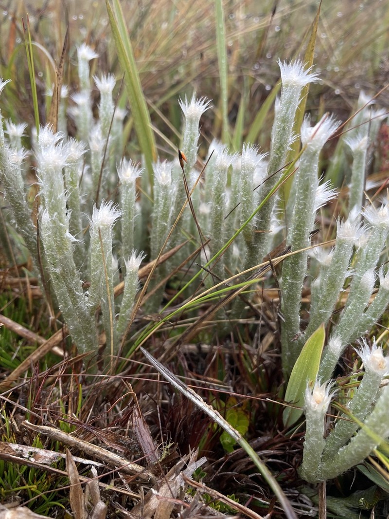 Lycopodium vestitum photo 2