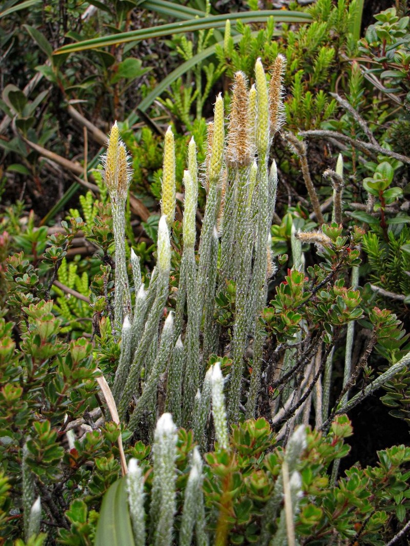 Lycopodium vestitum photo 3