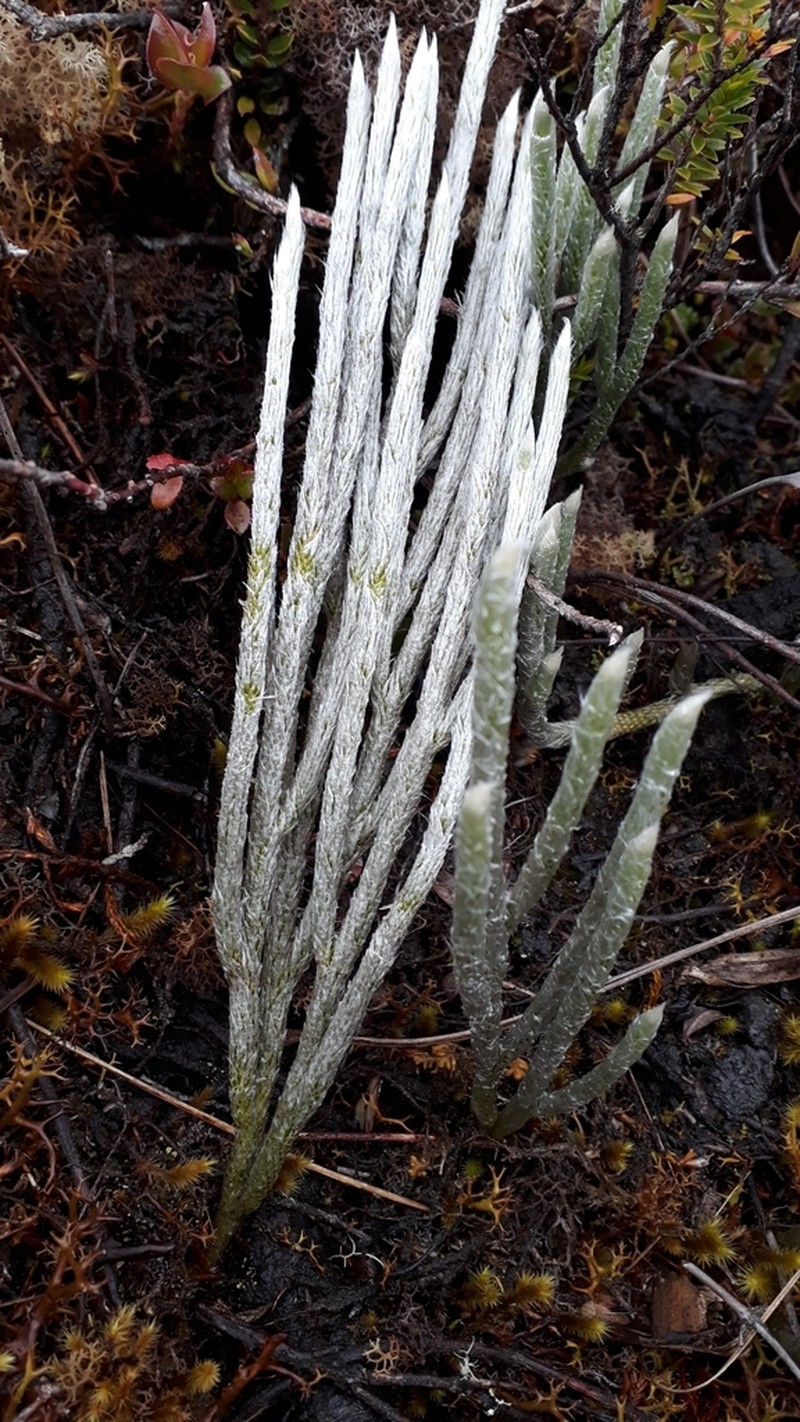 Lycopodium vestitum photo 4
