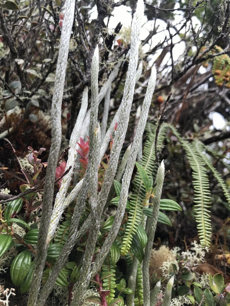 Lycopodium vestitum photo 5