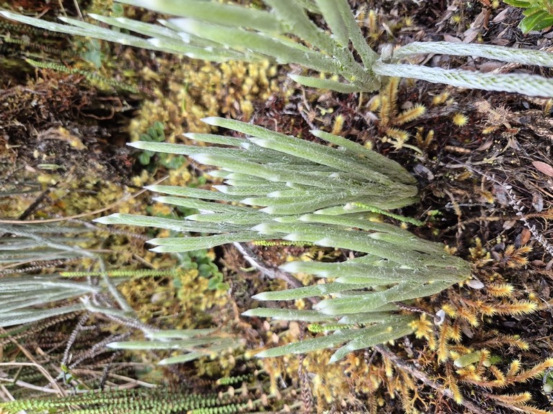 Lycopodium vestitum photo 8