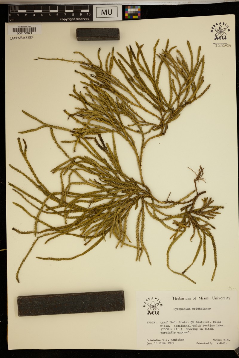 Lycopodium wightianum photo 2