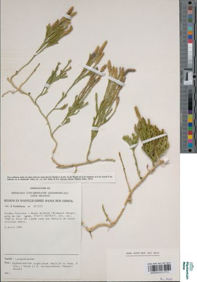 Lycopodium wightianum photo 3