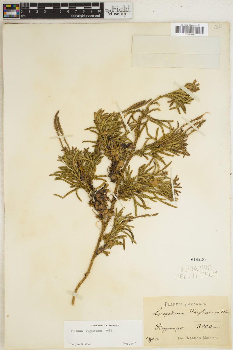 Lycopodium wightianum photo 4