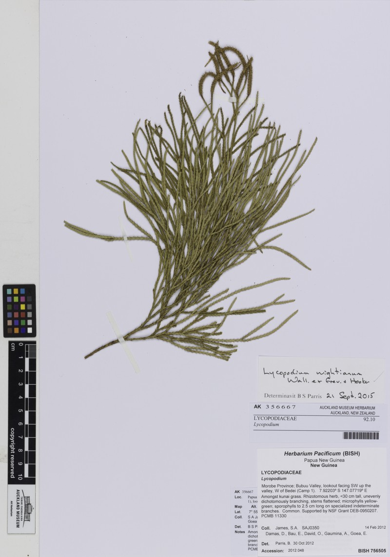 Lycopodium wightianum