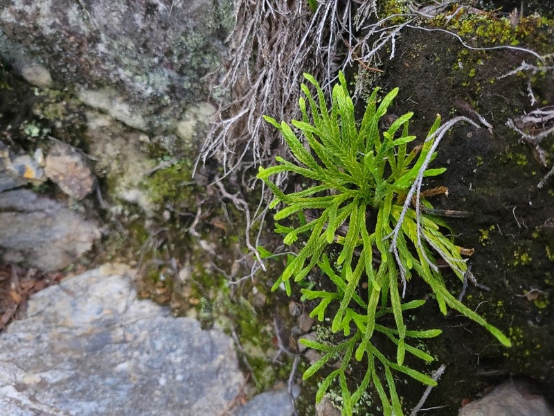 Lycopodium yueshanense