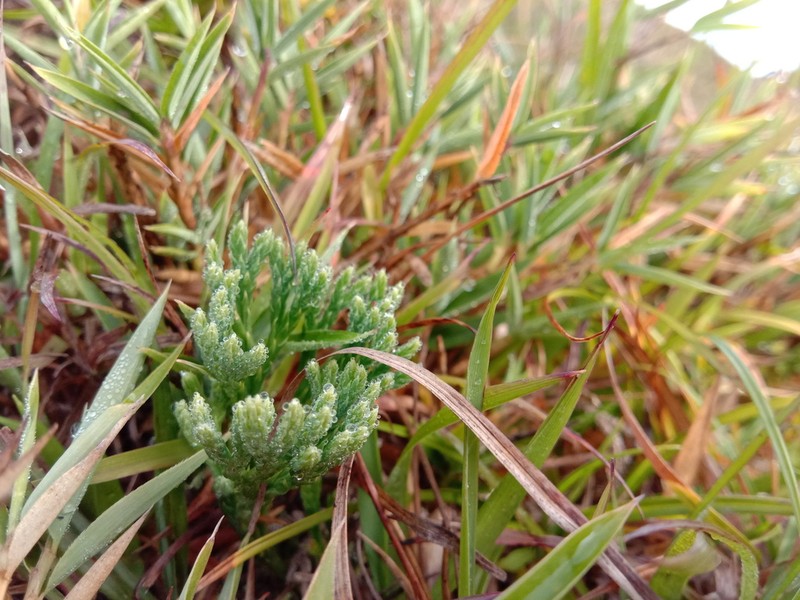 Lycopodium yueshanense photo 2