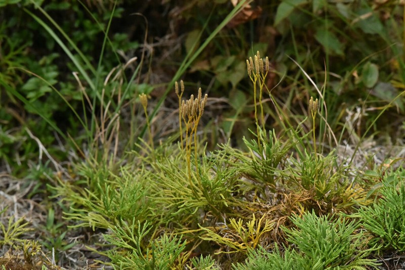 Lycopodium yueshanense photo 5
