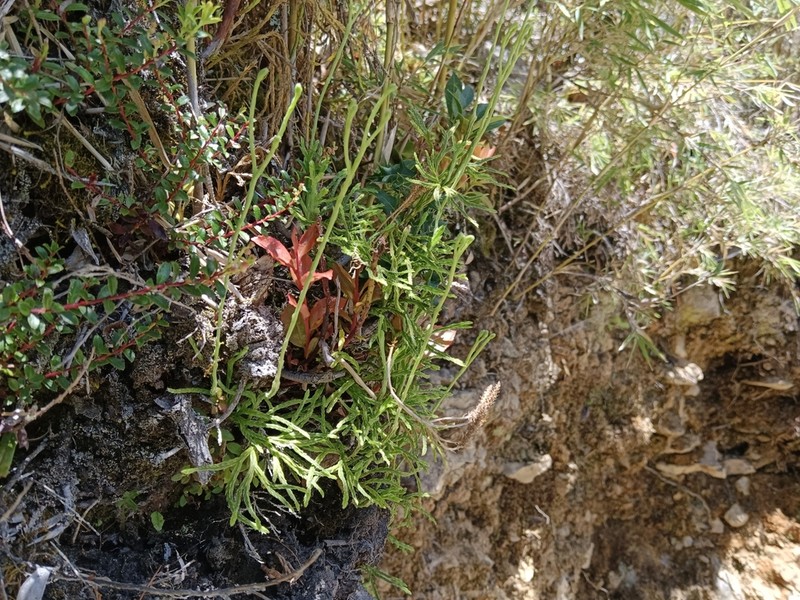 Lycopodium yueshanense photo 6