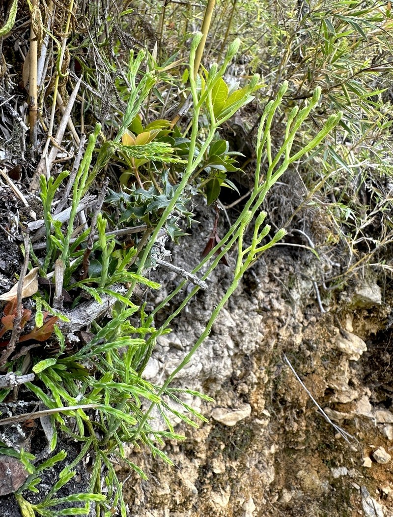 Lycopodium yueshanense photo 7