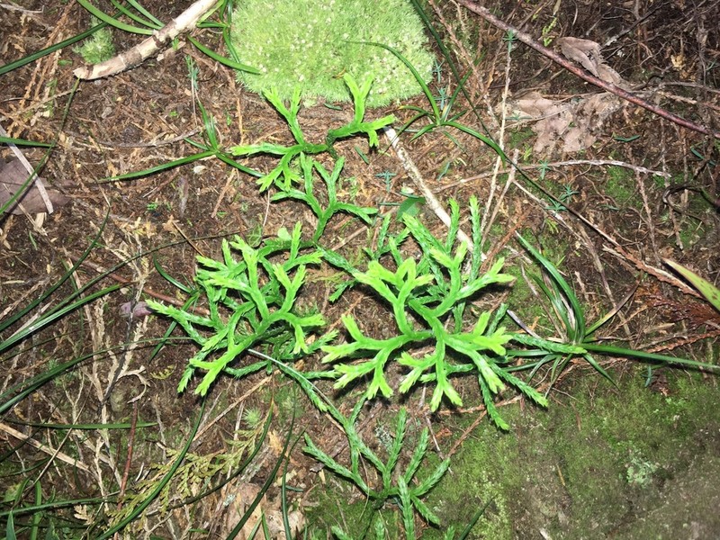 Lycopodium yueshanense photo 8