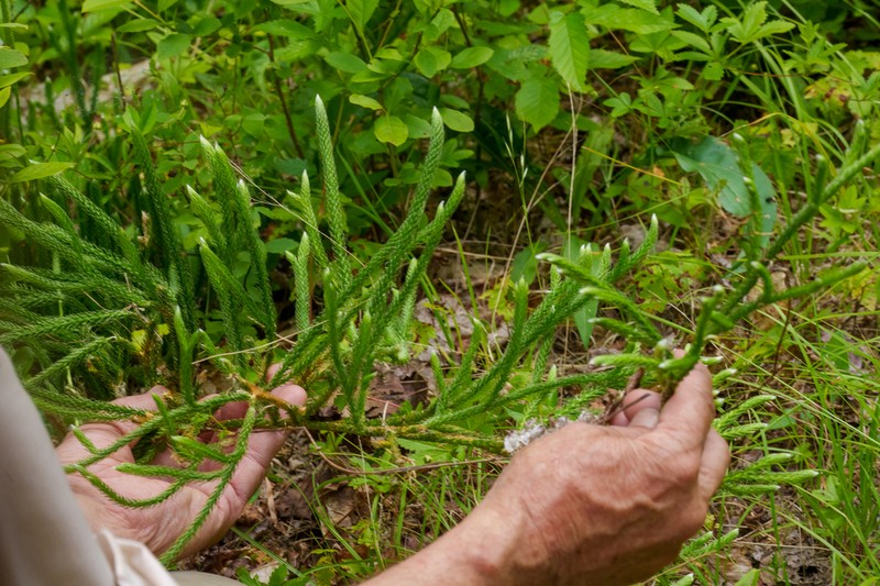 Lycopodium zanclophyllum