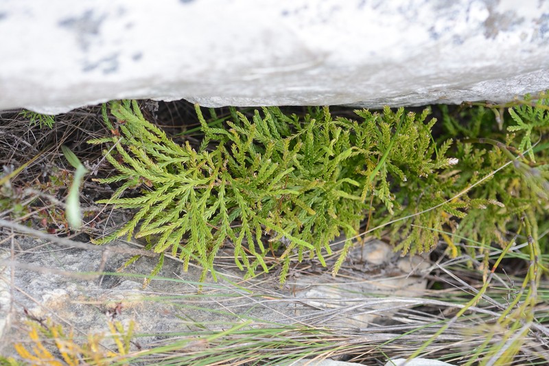 Lycopodium zanclophyllum photo 2