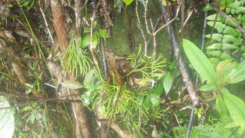 Lycopodium zanclophyllum photo 3