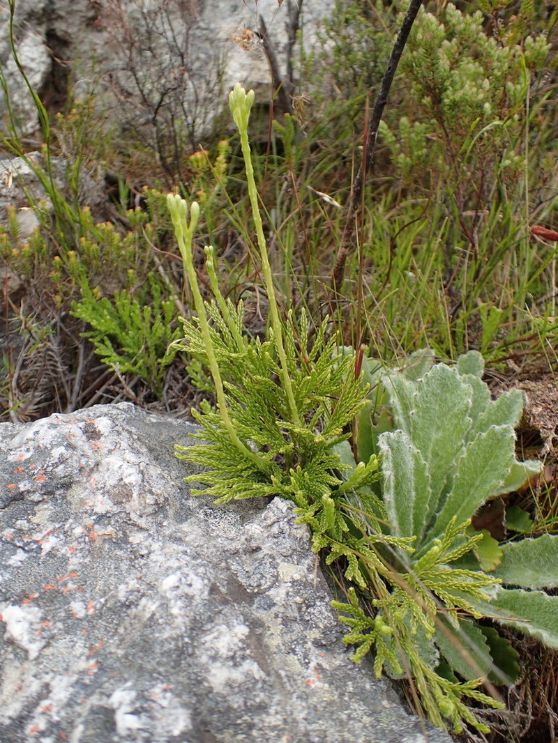 Lycopodium zanclophyllum photo 4